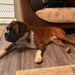 Boxer puppies from Pawsitively Amazing Boxers LLC