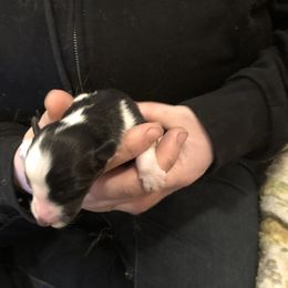 Boy 2 - Shetland Sheepdog puppy in Buffalo, Minnesota from Gulstad’s Shelties