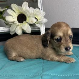 Vickie - Cream female Dachshund puppy in Gilbertsville, Kentucky from DeLaunes Dachshunds