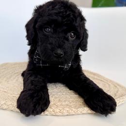 K- Black Boy - Black male Goldendoodle puppy in Lewisville, Texas from Texas Goldendoodle Lovers