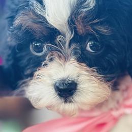 Cavapoos, Goldendoodles, and Poodles from Hilltop Doodles KY LLC