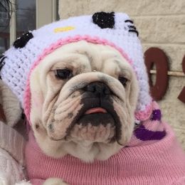 Zissi - English Bulldog