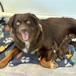 Miniature American Shepherd puppies from Andover Aussies