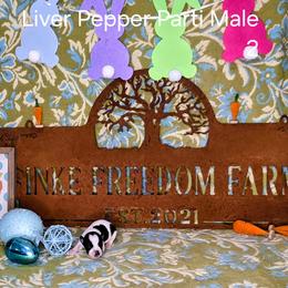 Dachshund, Giant Schnauzer, and Miniature Schnauzer Puppies from Finke Freedom Farm