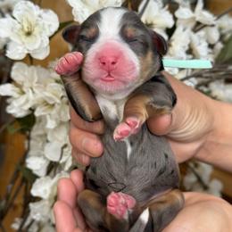 Boy 1 - Tri-color male Bernedoodle puppy in Yuciapa, California from AlltheDoodlez_