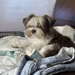 Savanna Banana - Yorkshire Terrier