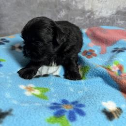 Goofy - Black and white male Shih Tzu puppy in Ocala, Florida from Mimi's Shih-tzus of Ocala