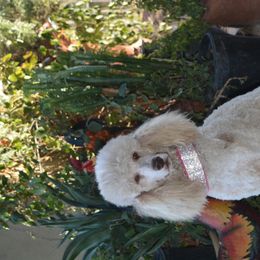 Poodle All Grown Up from Designer Doodles and Poodles