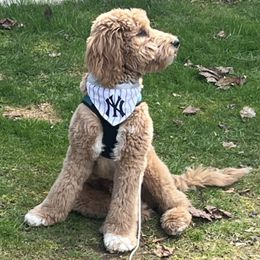 Goldendoodle All Grown Up from Gracie Doodles CT