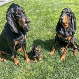 Black and Tan Coonhound Puppies from Toodaloo Coonhounds