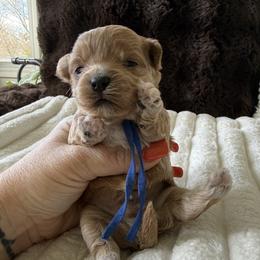 Blue collar ( sangria litter) - Apricot male Maltipoo puppy in Fredericktown, Missouri from Doodle Pups Fur-Ever