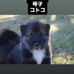 Kotoko - Black sesame female Shikoku puppy in Tribbey, Oklahoma from Osaka Ninken Shikoku