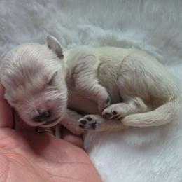 Baby Girl Light Pink - Light golden female Golden Retriever puppy in Clarksville, Tennessee from 255 Goldens