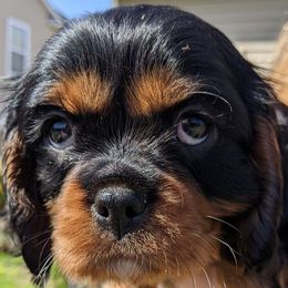 Cavalier King Charles Spaniel Puppies from Charleston Cavaliers