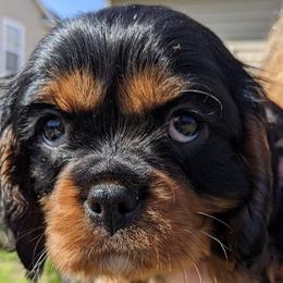 Cavalier King Charles Spaniel Puppies from Charleston Cavaliers