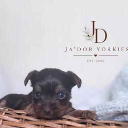 Vienna - Chocolate, tan and white female Yorkshire Terrier puppy in Jacksonville, Florida from Ja'Dor Yorkies