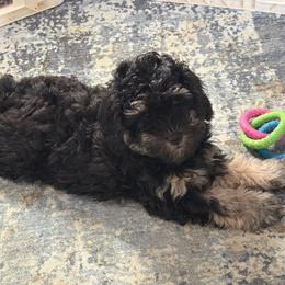 Pink Girl was - Black and tan female Cockapoo puppy in Bayville, New Jersey from Lovin Lil CutiePoos