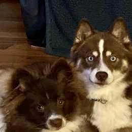 Tazzy - Pomsky