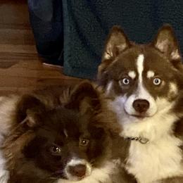 Tazzy - Pomsky