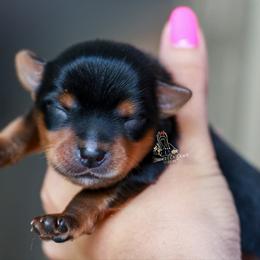 Yorkshire Terrier Puppies from Essence of Grace Yorkies