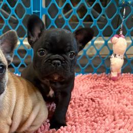 Marcel - always bullied - Brindle male French Bulldog puppy in Alabama from Rathbone Bulldogs