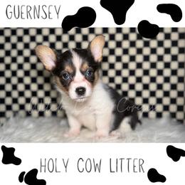 Guernsey - Blue merle and white female American Corgi puppy in Greenwood, Indiana from Witch Creek Corgis