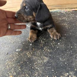 Carl - Black and tan male Dachshund puppy in Pearce, Arizona from Katy West Weenies