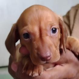 Jimmy Hoffa - Red male Dachshund puppy in Windom, Minnesota from Wyrmhund Dachshunds