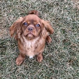 Roxy - Ruby female Cavalier King Charles Spaniel puppy in Caldwell, Idaho from Treasure Valley Poodles