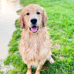 Chesapeake Bay Retrievers and Golden Retrievers from Oxford Farm Kennels