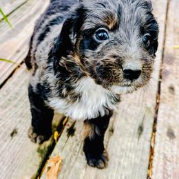 Blue Collar Male - Blue merle male Aussiedoodle puppy in Parma, Idaho from Arena Valley Acres