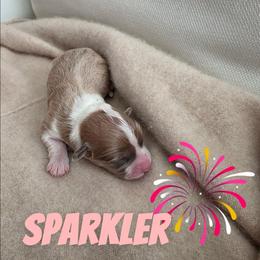 Sparkler - White and red female Pembroke Welsh Corgi puppy in Indianapolis, Indiana from Mk’s Corgis