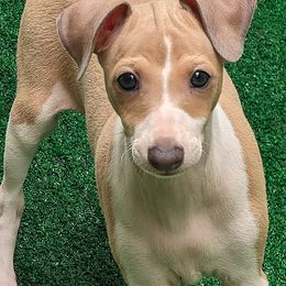 Italian Greyhound Puppies from Alura Italian Greyhounds