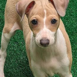 Italian Greyhound Puppies from Alura Italian Greyhounds