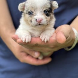 American Corgi and Pembroke Welsh Corgi Puppies from Grassy Lake Corgis