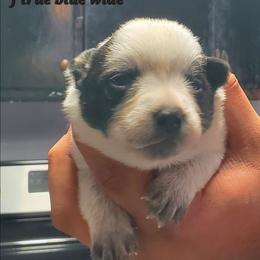 Wide mask - Blue speckled female Australian Cattle Dog puppy in Lenoir, North Carolina from Blue Coyote Ranch