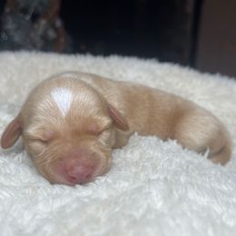 Buddy - Cream male Dachshund puppy in Washburn, Tennessee from Clinch Mountain Dachshunds
