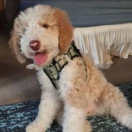 Luna - White female Sheepadoodle puppy in Austin, Texas from Darling Doodles