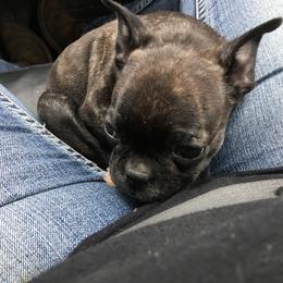 Boston Terrier, Companion Cross, and French Bulldog Puppies from High Plains French Bulldogs,Boston Terriers and Frenchtons.