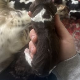 Boy 4 - Liver and white male English Springer Spaniel puppy in Huntingdon, Pennsylvania from Indian Creek Springers and Doxies