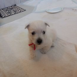 "Girl 2 Pink" West Highland White Terrier Puppies from Wagglesworth Westies