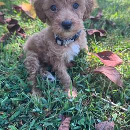 AKC JACK (grey collar) - Red  male Poodle puppy in Dallas, Georgia from West Cobb Dogs