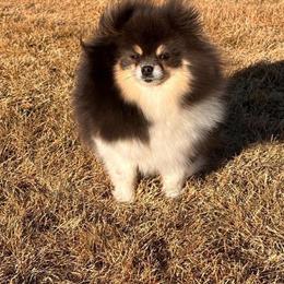 Meadow - Pomeranian