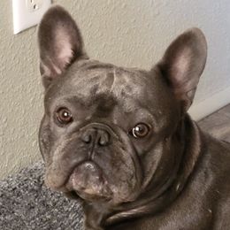 French Bulldogs from Dana Lawton