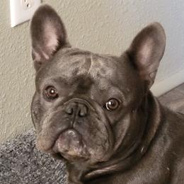 French Bulldogs from Dana Lawton