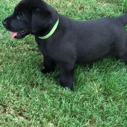 Labrador Retriever Puppies from Southern Field Retrievers