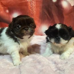 Pekingese, Poodle, and Shih Tzu Puppies from Happy puppies