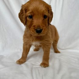 Golden Retriever Puppies from Thoroughmark Retrievers