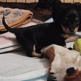 Girl 1 - Black and cream female Dachshund puppy in Hartford, Michigan from Mac Fam Dachshunds