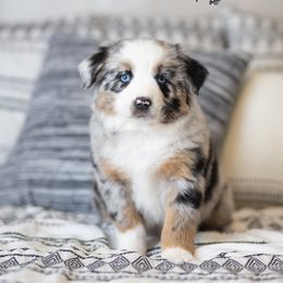 Miniature Australian Shepherd Puppies from Rocking AW Aussies